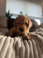 Fritter, a male Golden Retriever for sale in Cottage Grove, WI – Photo 2 of 7