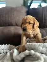 Fritter, a male Golden Retriever for sale in Cottage Grove, WI – Photo 3 of 7