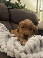 Cinnamon, a female Golden Retriever for sale in Cottage Grove, WI – Photo 2 of 6