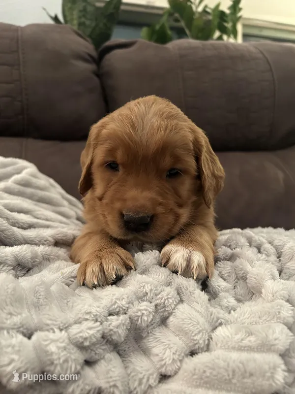 Cinnamon, a female Golden Retriever for sale in Cottage Grove, WI – Photo 1 of 6