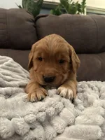 Cinnamon, a female Golden Retriever for sale in Cottage Grove, WI – Photo 1 of 6