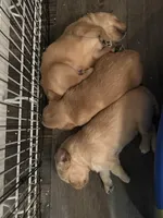 Girl 1, a female Golden Retriever for sale in Cottage Grove, WI – Photo 5 of 7