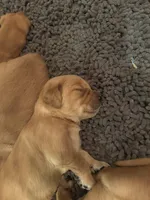 Boy 2, a male Golden Retriever for sale in Cottage Grove, WI – Photo 3 of 7