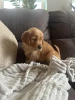 Pretzel, a male Golden Retriever for sale in Cottage Grove, WI – Photo 2 of 5