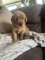 Pretzel, a male Golden Retriever for sale in Cottage Grove, WI – Photo 1 of 5