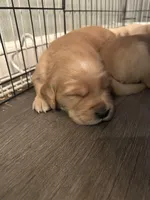 Boy 1, a male Golden Retriever for sale in Cottage Grove, WI – Photo 1 of 7