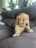 Noodle, a male Golden Retriever for sale in Cottage Grove, WI – Photo 1 of 7