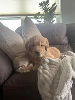 Noodle, a male Golden Retriever for sale in Cottage Grove, WI – Photo 4 of 7