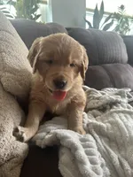 Noodle, a male Golden Retriever for sale in Cottage Grove, WI – Photo 2 of 7