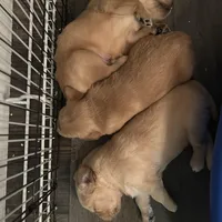 Waffles - Ready Now!, a male Golden Retriever for sale in Cottage Grove, WI – Photo 3 of 8