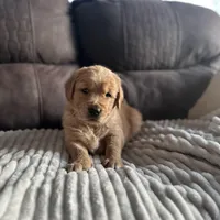 Waffles - Ready Now!, a male Golden Retriever for sale in Cottage Grove, WI – Photo 7 of 8