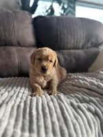 Waffles, a male Golden Retriever for sale in Cottage Grove, WI – Photo 7 of 8