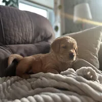 Waffles - Ready Now!, a male Golden Retriever for sale in Cottage Grove, WI – Photo 6 of 8