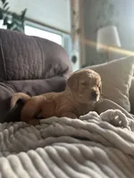 Waffles, a male Golden Retriever for sale in Cottage Grove, WI – Photo 6 of 8