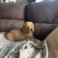 Waffles - Ready Now!, a male Golden Retriever for sale in Cottage Grove, WI – Photo 8 of 8