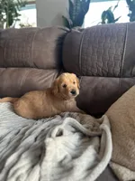 Waffles, a male Golden Retriever for sale in Cottage Grove, WI – Photo 8 of 8