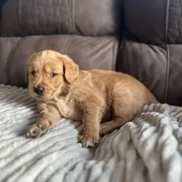 Waffles - Ready Now!, a male Golden Retriever for sale in Cottage Grove, WI – Photo 1 of 8