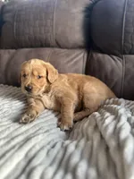 Waffles, a male Golden Retriever for sale in Cottage Grove, WI – Photo 1 of 8