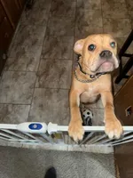 Max, a male American Bulldog and Boxer for sale in Moline, IL – Photo 3 of 3