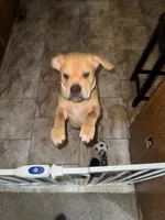 Max, a male American Bulldog and Boxer for sale in Moline, IL – Photo 1 of 3