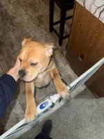 Max, a male American Bulldog and Boxer for sale in Moline, IL – Photo 2 of 3