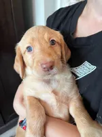 AMBER, a female Labradoodle for sale in Weiser, ID – Photo 3 of 3