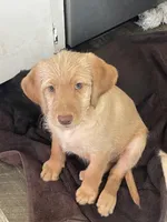 AMBER, a female Labradoodle for sale in Weiser, ID – Photo 2 of 3