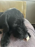 Angel, a female Labradoodle for sale in Weiser, ID – Photo 3 of 4