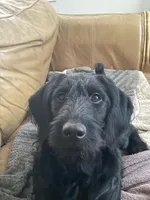Angel, a female Labradoodle for sale in Weiser, ID – Photo 2 of 4