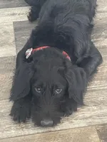 Angel, a female Labradoodle for sale in Weiser, ID – Photo 1 of 4