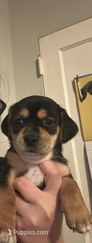 Jraco – Chihuahua, Shih Tzu puppy for sale in Winchester, KY