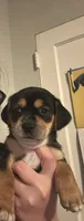 Jraco, a male Chihuahua and Shih Tzu for sale in Winchester, KY – 1 of 10