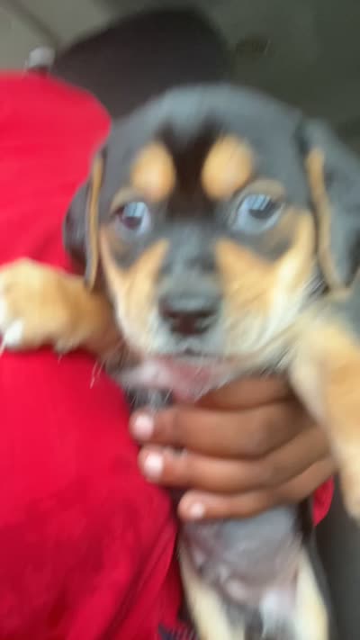 Jraco, a male Chihuahua and Shih Tzu for sale in Winchester, KY – 10 of 10