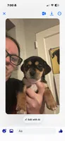 Jraco, a male Chihuahua and Shih Tzu for sale in Winchester, KY – 5 of 10