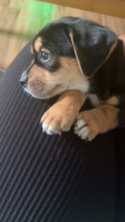 Jraco, a male Chihuahua and Shih Tzu for sale in Winchester, KY – 6 of 10