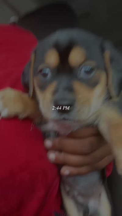 Jraco, a male Chihuahua and Shih Tzu for sale in Winchester, KY – 4 of 10