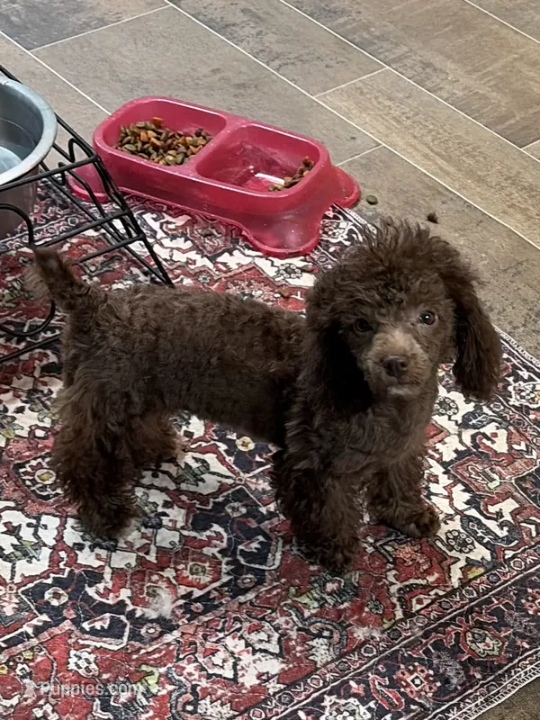 Cherry – Poodle - Miniature  puppy on hold in Fairfield, IL