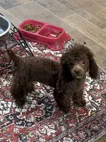 Cherry, a female Poodle - Miniature  for sale in Fairfield, IL – 1 of 5