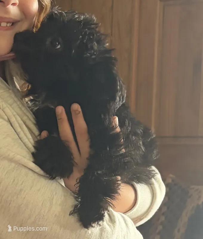 Finn – Morkie puppy for sale in Fairfield, IL