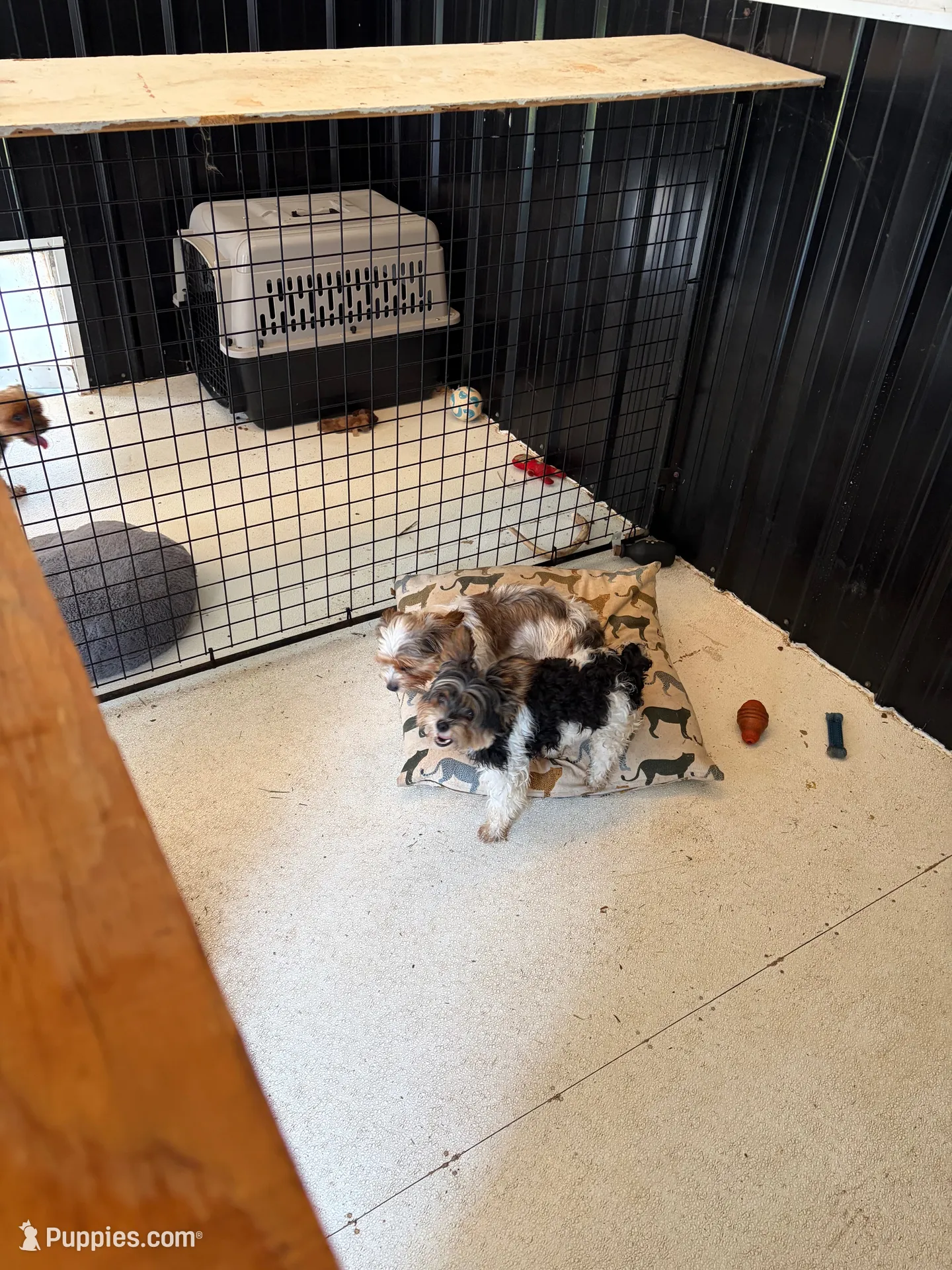No name yet , a female Yorkshire Terrier for sale in Fairfield, IL – 2 of 2