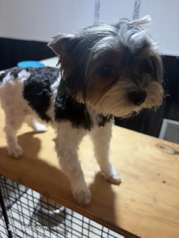 Jack-Jack – Yorkshire Terrier puppy for sale in Fairfield, IL