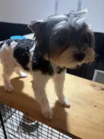 Jack-Jack, a male Yorkshire Terrier for sale in Fairfield, IL – 3 of 8