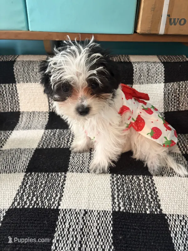 Miss Clover – Morkie puppy for sale in Fairfield, IL