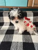 Miss Clover, a female Morkie for sale in Fairfield, IL – 1 of 9
