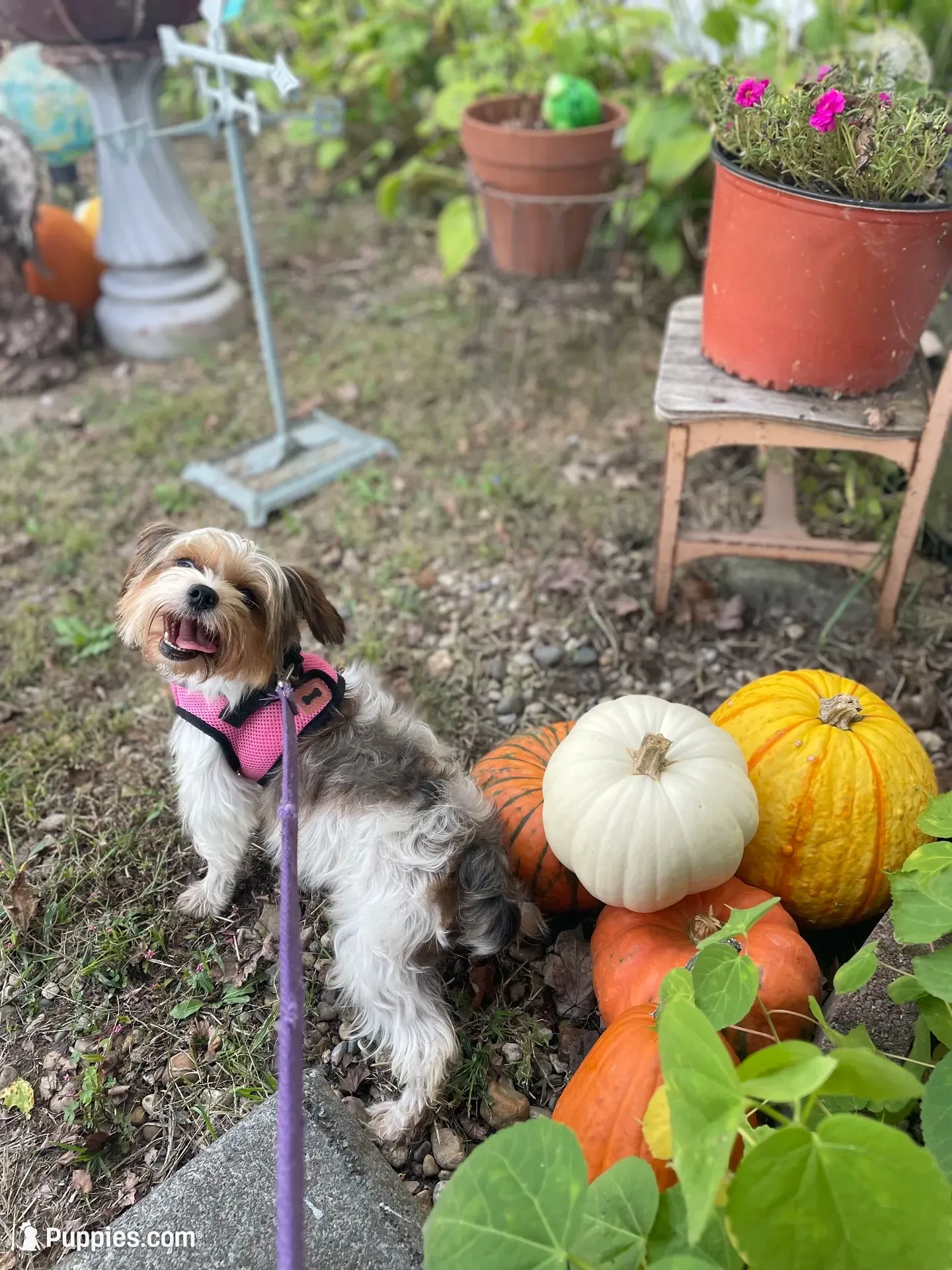 No name yet, a female Yorkshire Terrier for sale in Fairfield, IL – 2 of 3