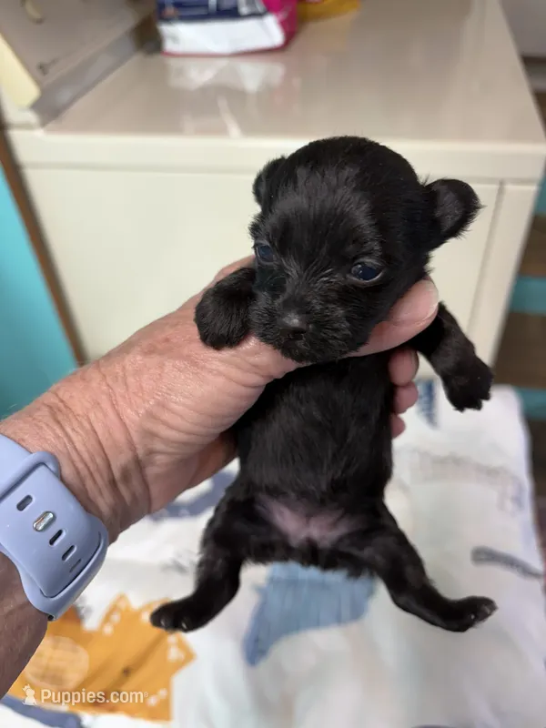 Willow  – Yorkipoo puppy for sale in Fairfield, IL