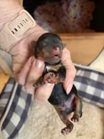 Lil boy , a male Yorkshire Terrier for sale in Fairfield, IL – 2 of 4