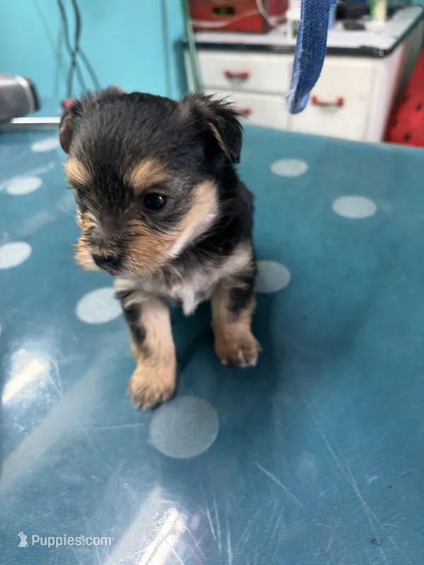 Liam  – Morkie puppy on hold in Fairfield, IL