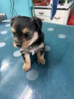 Liam , a male Morkie for sale in Fairfield, IL – 1 of 2