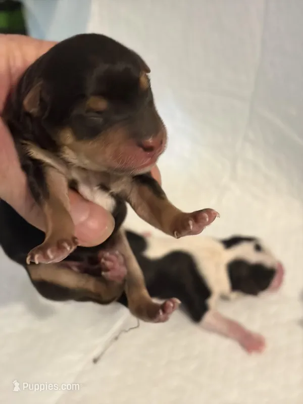 Liam  – Morkie puppy for sale in Fairfield, IL